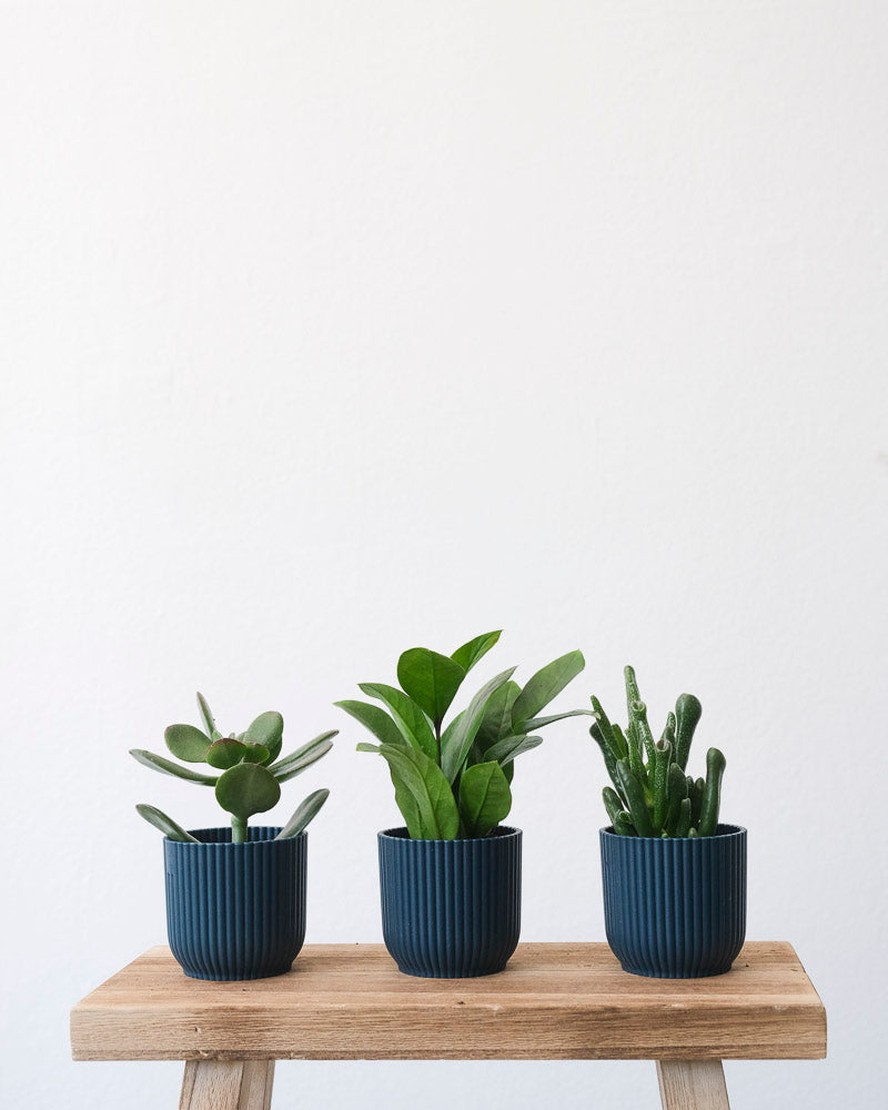 Pflegeleichtes Babypflanzen-Trio in blauen Töpfen