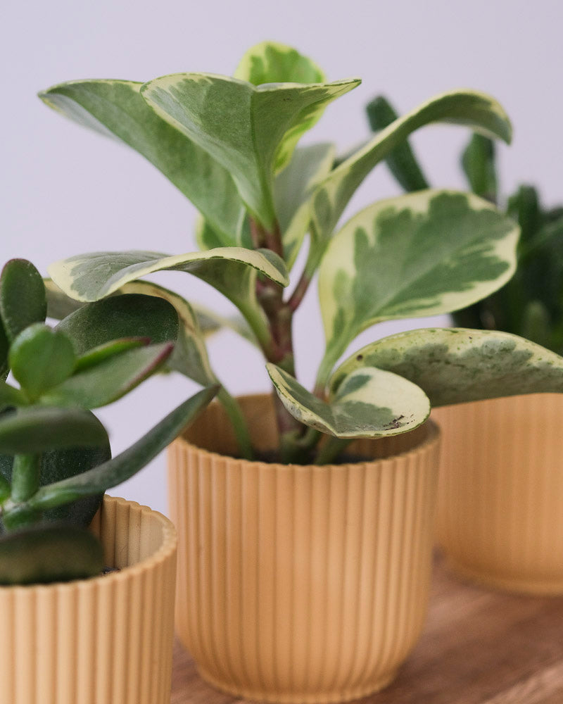 Pflegeleichtes Babypflanzen-Trio in gelben Töpfen, im Fokus die Peperomia