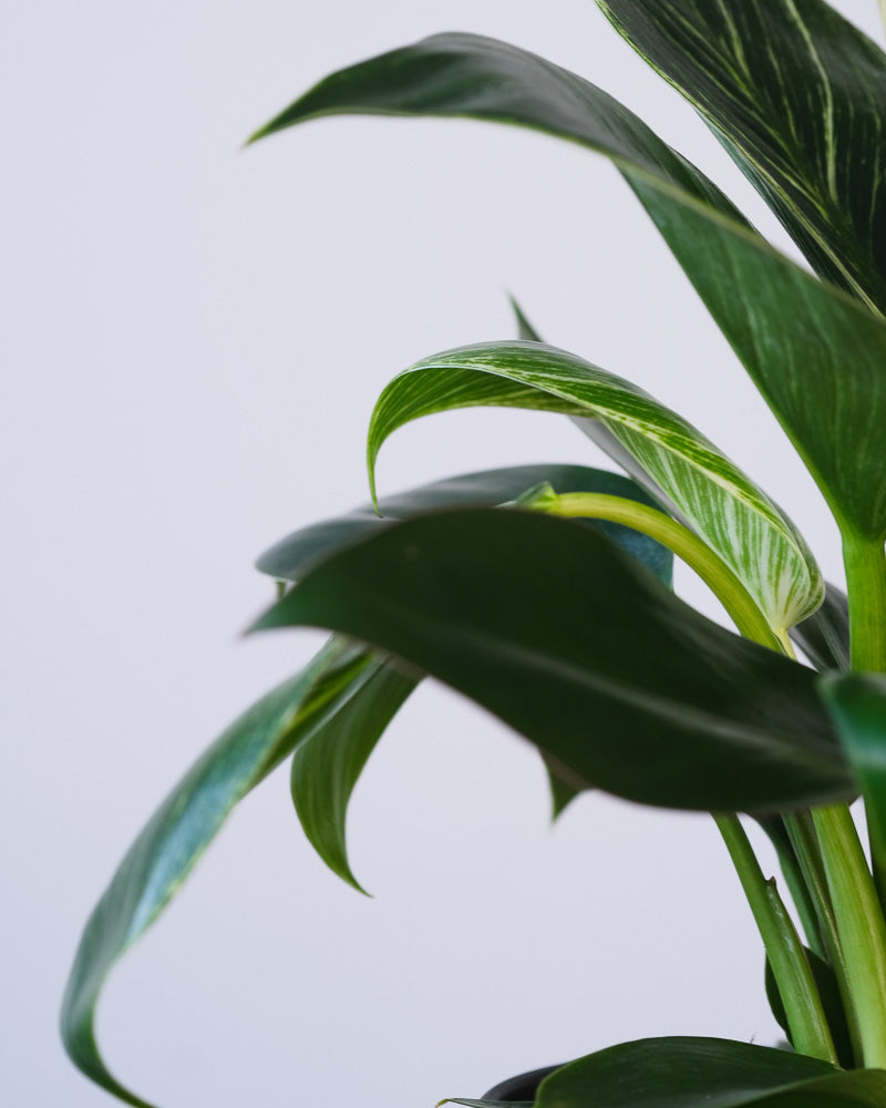 Nahaufnahme eines Blattes eines Philodendron Birkin 'White Measure'.