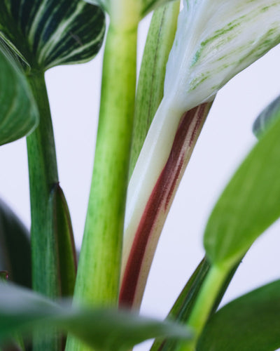Nahaufnahme eines neuen Blattes eines Philodendron Birkin 'White Measure'.