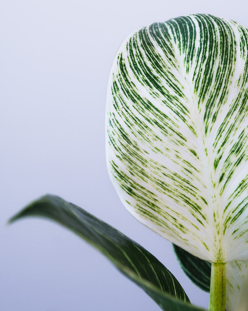 Nahaufnahme eines Blattes eines Philodendron Birkin 'White Measure'.