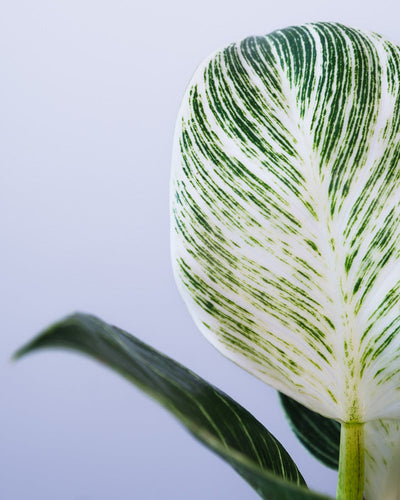 Nahaufnahme eines Blattes eines Philodendron Birkin 'White Measure'.
