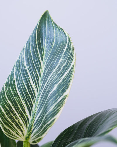 Nahaufnahme eines Blattes eines Philodendron Birkin 'White Measure'.