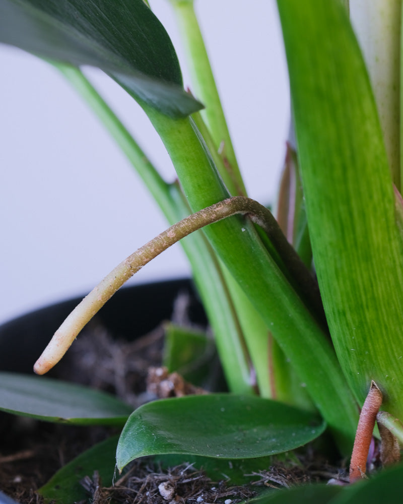 Nahaufnahme einer Wurzel eines Philodendron Birkin 'White Measure'.
