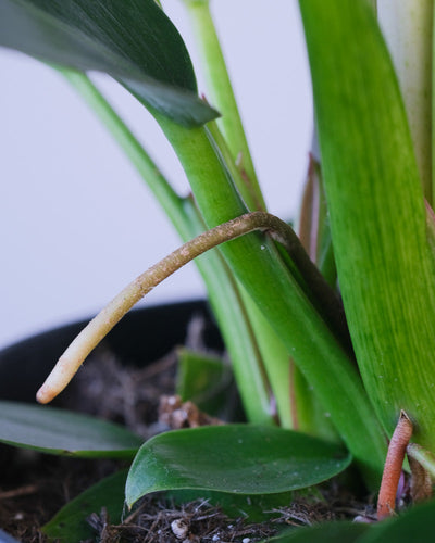 Nahaufnahme einer Wurzel eines Philodendron Birkin 'White Measure'.
