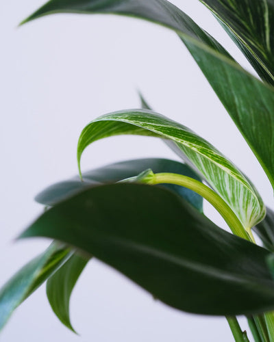 Nahaufnahme eines Blattes eines Philodendron Birkin 'White Measure'.
