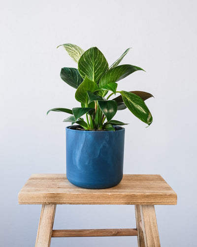 Ein Philodendron Birkin 'White Measure' in einem dunkelblauen Ocean-Topf.