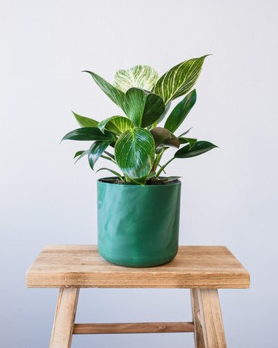 Ein Philodendron Birkin 'White Measure' in einem dunkelgrünen Ocean-Topf.