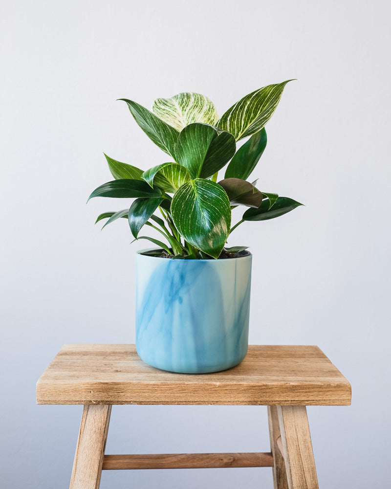 Ein Philodendron Birkin 'White Measure' in einem hellblauen Ocean-Topf.