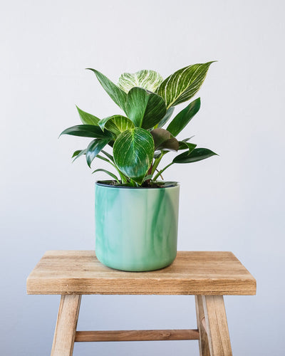 Ein Philodendron Birkin 'White Measure' in einem hellgrünen Ocean-Topf.