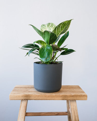 Ein Philodendron Birkin 'White Measure' in einem anthrazitfarbenen Soft-Topf.