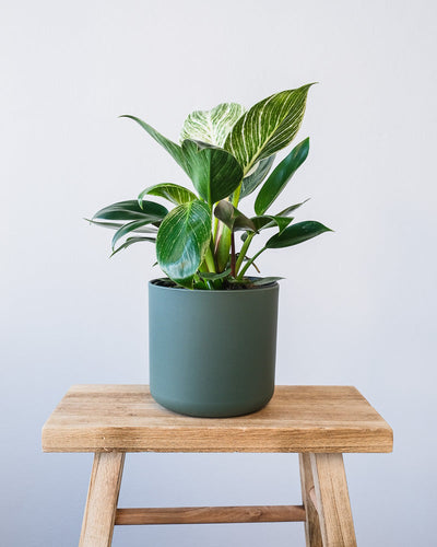 Ein Philodendron Birkin 'White Measure' in einem grünen Soft-Topf.