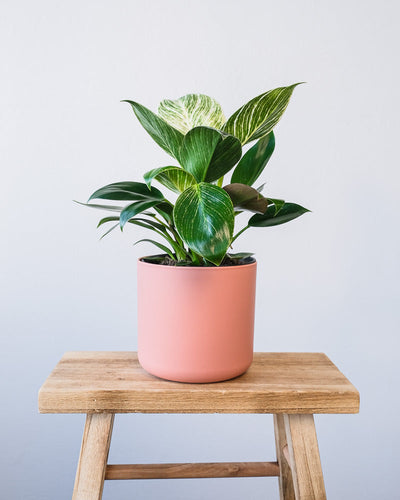 Ein Philodendron Birkin 'White Measure' in einem pinken Soft-Topf.