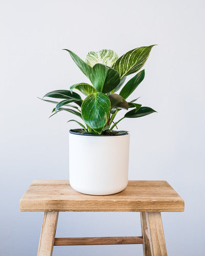 Ein Philodendron Birkin 'White Measure' in einem weissen Soft-Topf.