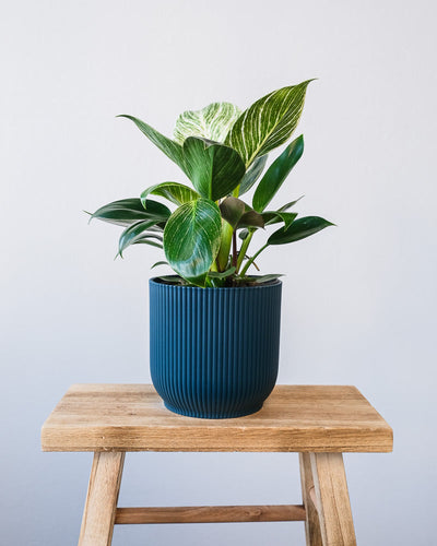 Ein Philodendron Birkin 'White Measure' in einem dunkelblauen Vibes-Topf.