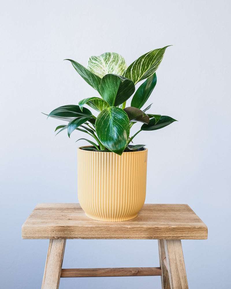 Ein Philodendron Birkin 'White Measure' in einem gelben Vibes-Topf.