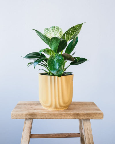 Ein Philodendron Birkin 'White Measure' in einem gelben Vibes-Topf.