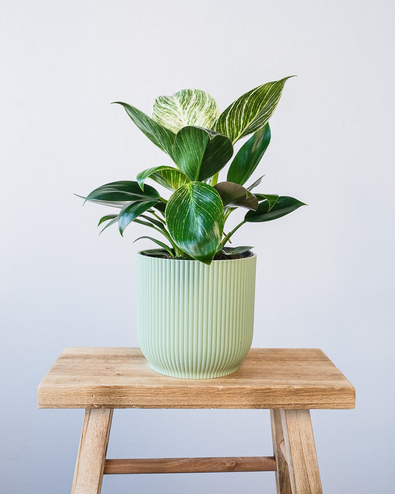 Ein Philodendron Birkin 'White Measure' in einem mintfarbenen Vibes-Topf.
