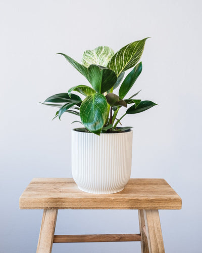 Ein Philodendron Birkin 'White Measure' in einem weissen Vibes-Topf.