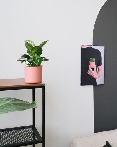 Ein Philodendron Birkin 'White Measure' in einem pinken Topf steht auf einem Regal im Wohnzimmer.