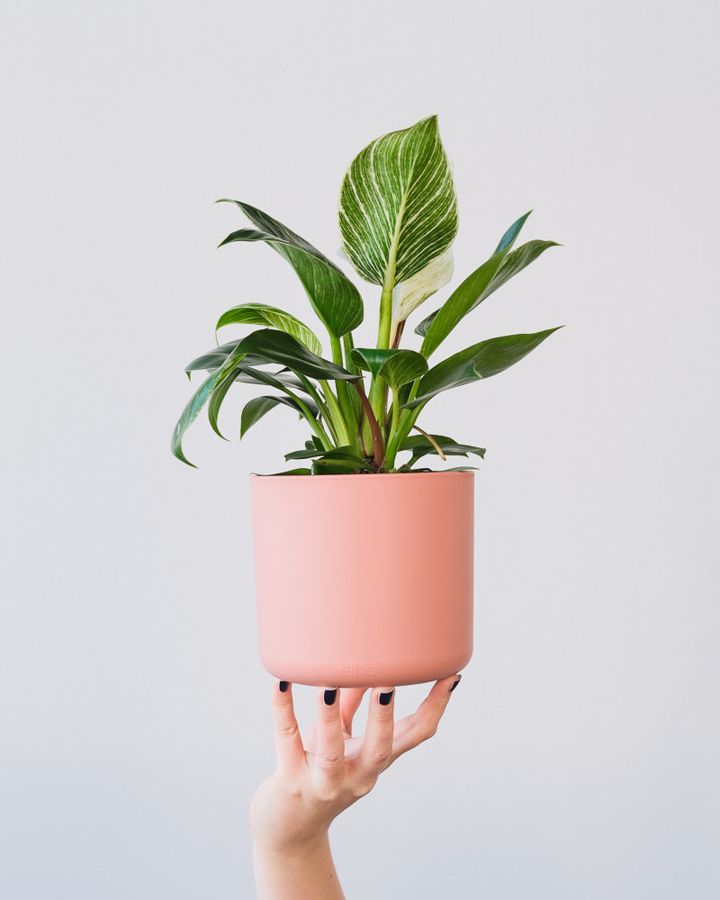 Ein Philodendron Birkin 'White Measure' in einem pinken Übertopf wird hochgehalten.