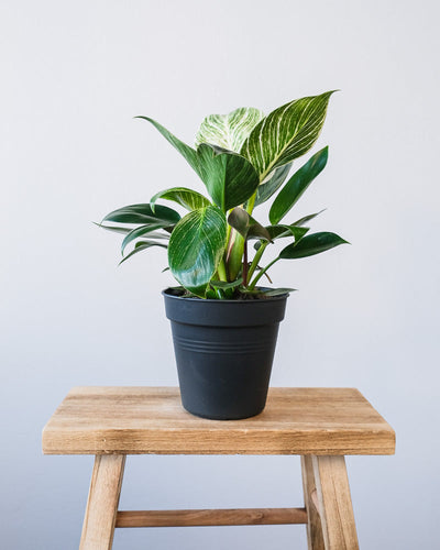 Ein Philodendron Birkin 'White Measure' in einem schwarzen Innentopf.