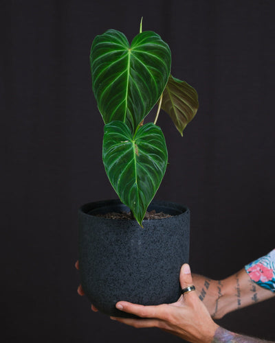 Philodendron splendid in einem schwarzen Keramiktopf von feey gehalten von zwei Händen