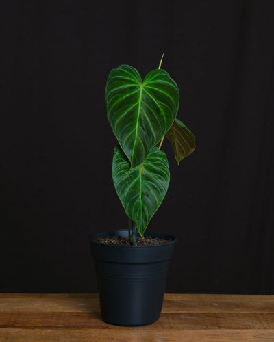 Philodendron splendid ohne Übertopf in einem schwarzen Innentopf