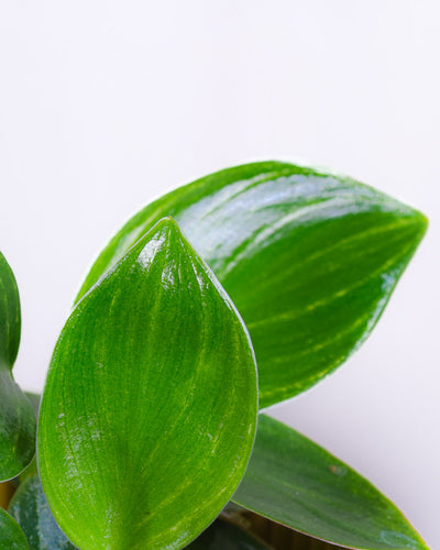 Baby Philodendron ‘White Measure’ Detailshot der Blätter