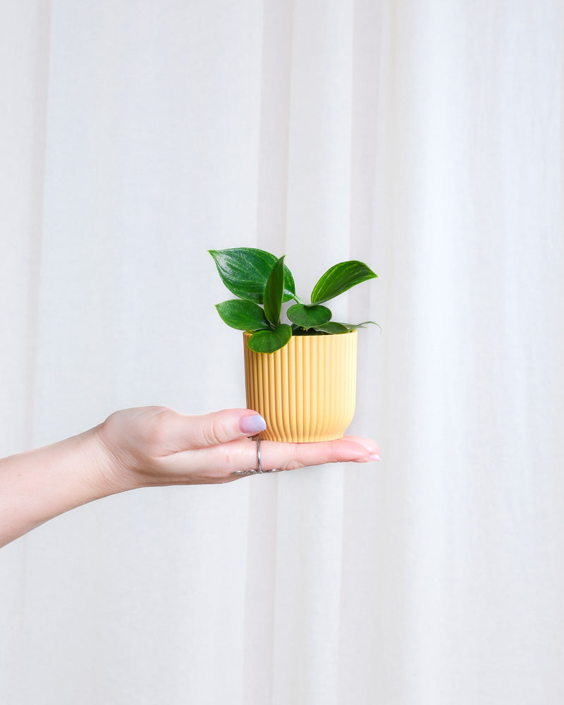 Baby Philodendron ‘White Measure’ in gelbem Übertopf wird von einer Hand von links ins Bild gehalten. 