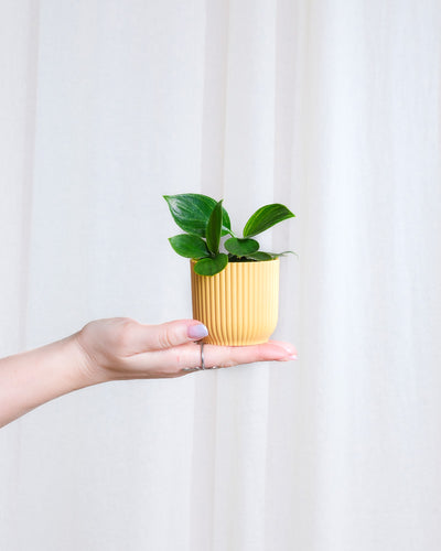 Baby Philodendron ‘White Measure’ in gelbem Übertopf wird von einer Hand von links ins Bild gehalten. 