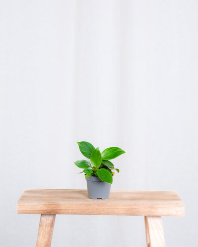 Baby Philodendron ‘White Measure’ ohne Übertopf.