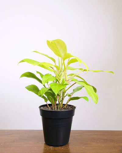 Ein Philodendron ‘Malay Gold’ in einem schwarzen Innentopf.
