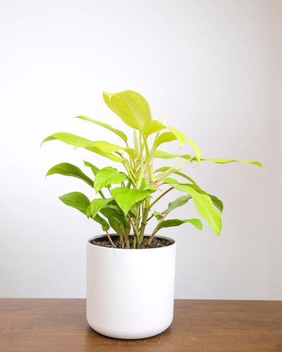 Ein Philodendron ‘Malay Gold’ in einem weissen Topf.