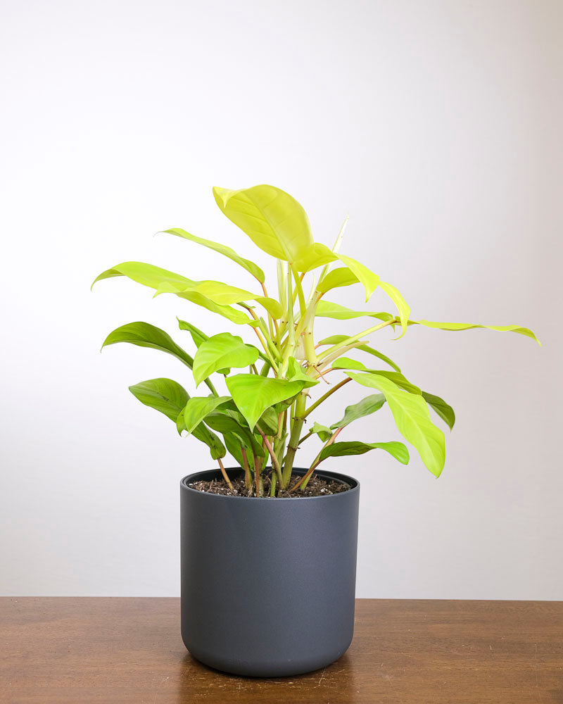 Ein Philodendron ‘Malay Gold’ in einem schwarzen Topf.