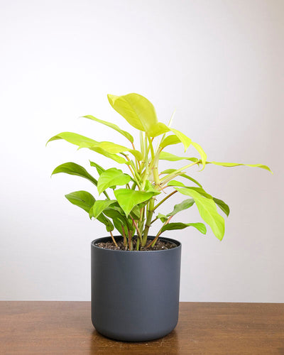 Ein Philodendron ‘Malay Gold’ in einem schwarzen Topf.