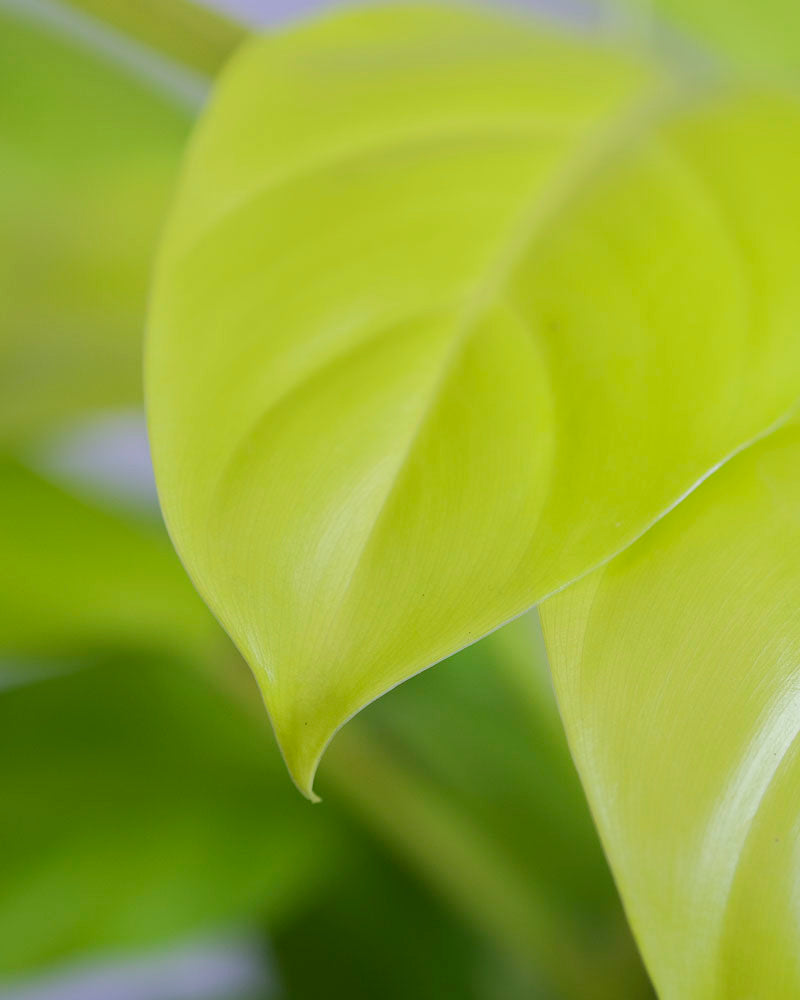Hellgrünes Blatt eines Philodendron ‘Malay Gold’.