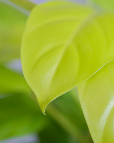 Hellgrünes Blatt eines Philodendron ‘Malay Gold’.