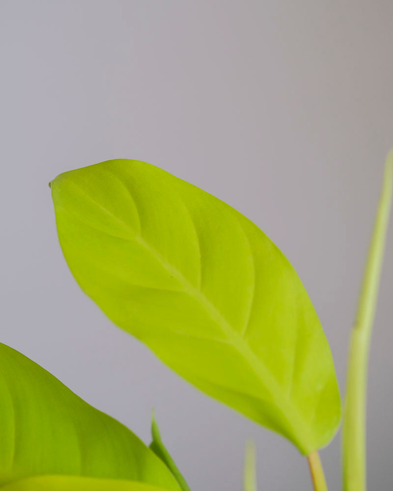 Hellgrünes Blatt eines Philodendron ‘Malay Gold’.