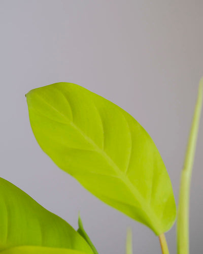 Hellgrünes Blatt eines Philodendron ‘Malay Gold’.