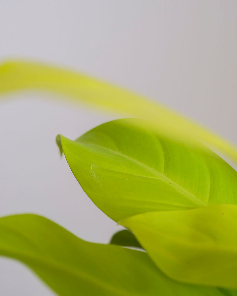 Hellgrünes Blatt eines Philodendron ‘Malay Gold’.