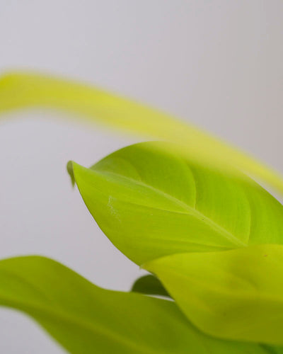 Hellgrünes Blatt eines Philodendron ‘Malay Gold’.