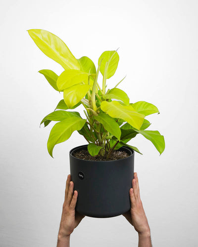 Ein Philodendron ‘Malay Gold’ in einem schwarzen Topf wird von Händen hochgehalten.