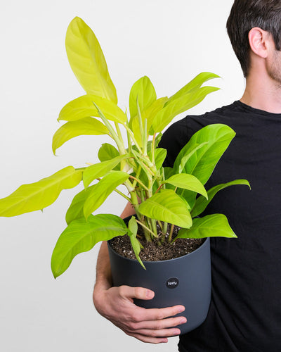 Ein Philodendron ‘Malay Gold’ in einem schwarzen Topf wird in einer Hand gehalten.