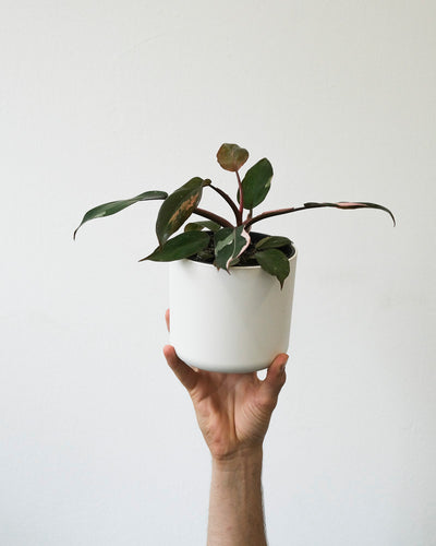 Philodendron Pink Princess