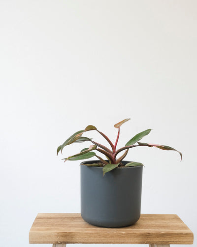 Philodendron Pink Princess