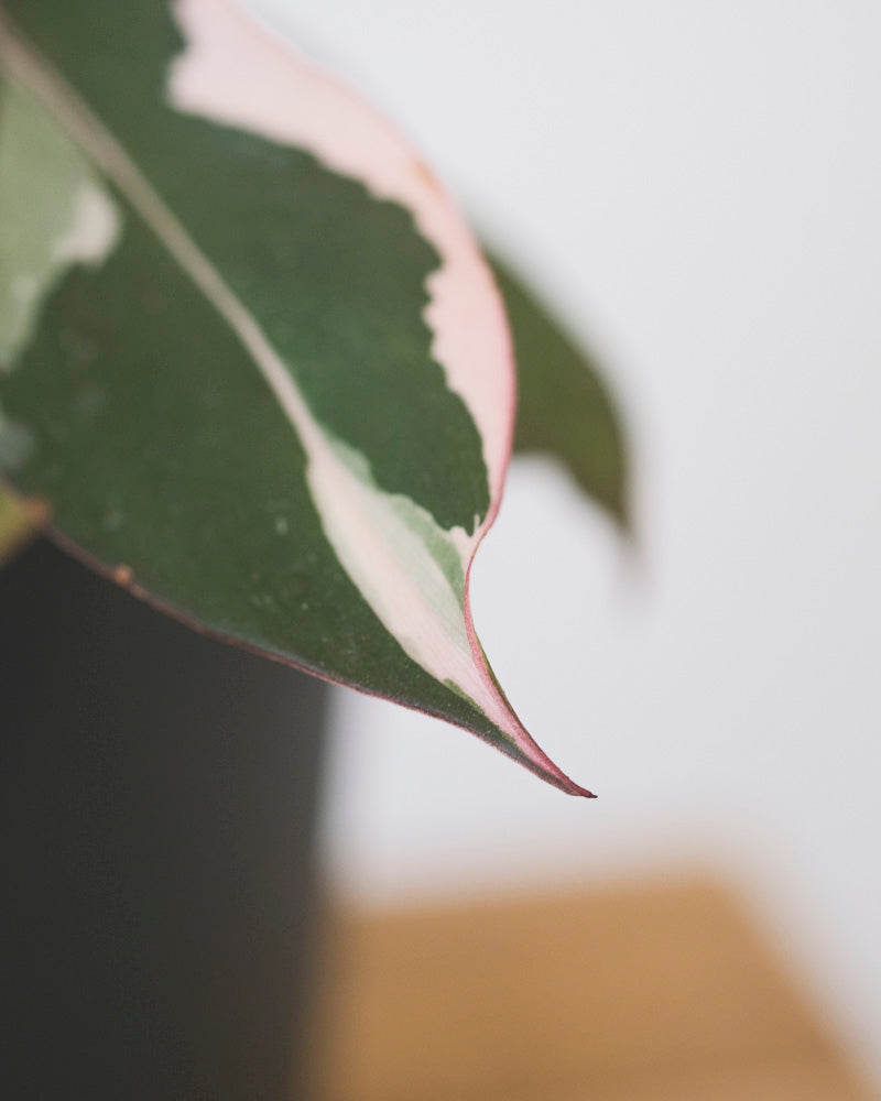 Philodendron Pink Princess