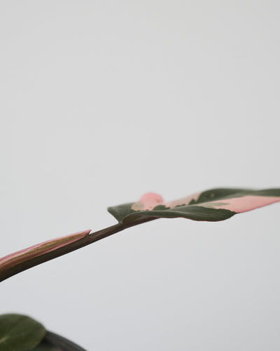 Philodendron Pink Princess