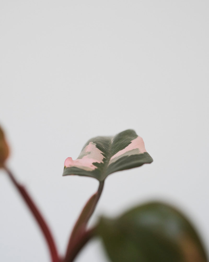 Philodendron Pink Princess