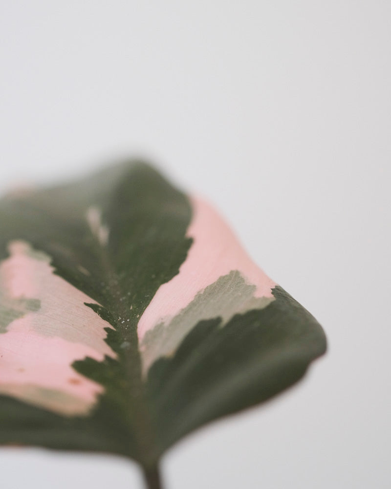 Philodendron Pink Princess